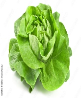 Cabage